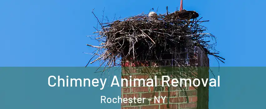  Chimney Animal Removal Rochester - NY