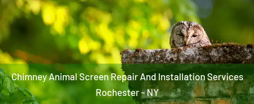  Chimney Animal Screen Repair And Installation Services Rochester - NY